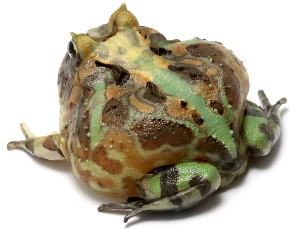 ブラジルツノガエル　厳選個体26-7