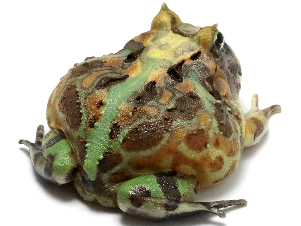 ブラジルツノガエル　厳選個体26-7