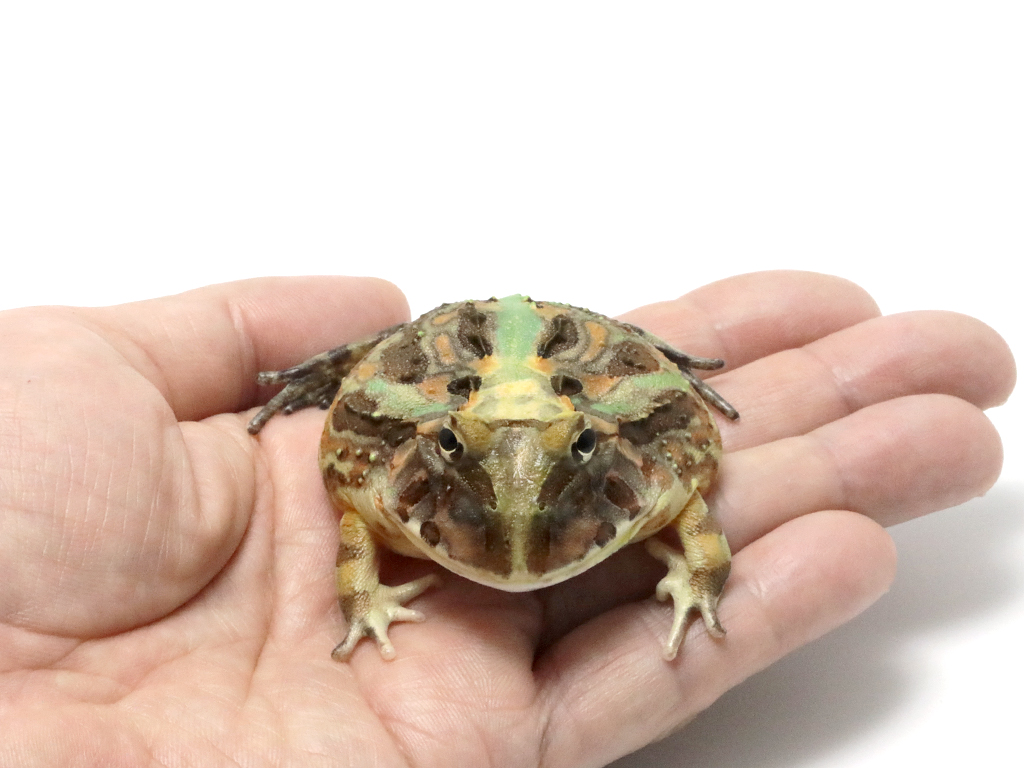 ブラジルツノガエル　厳選個体26-7