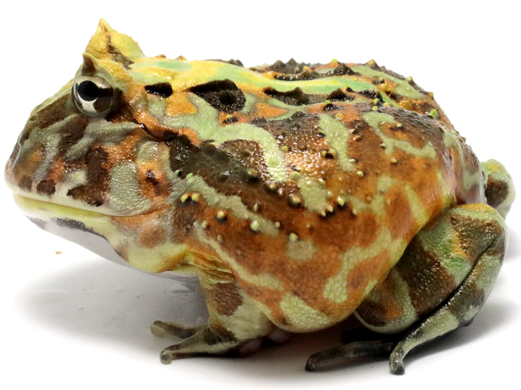 ブラジルツノガエル　厳選個体26-8