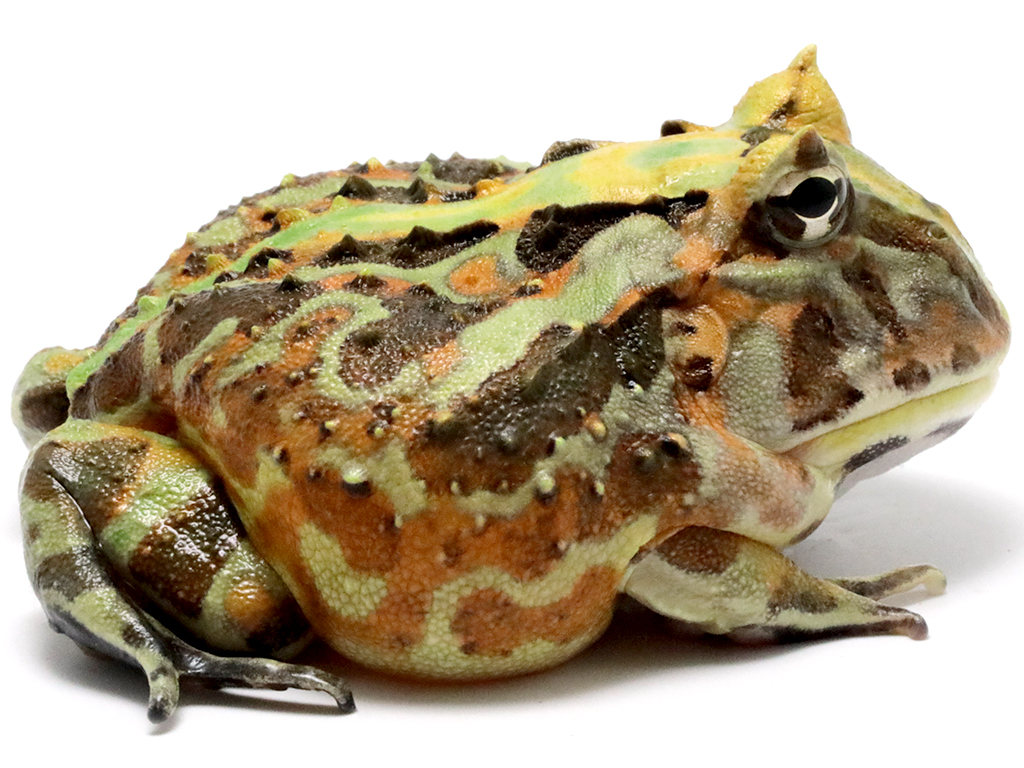 ブラジルツノガエル　厳選個体26-8