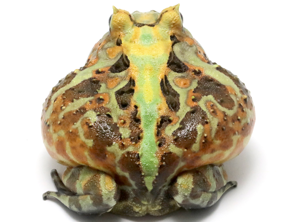 ブラジルツノガエル　厳選個体26-8