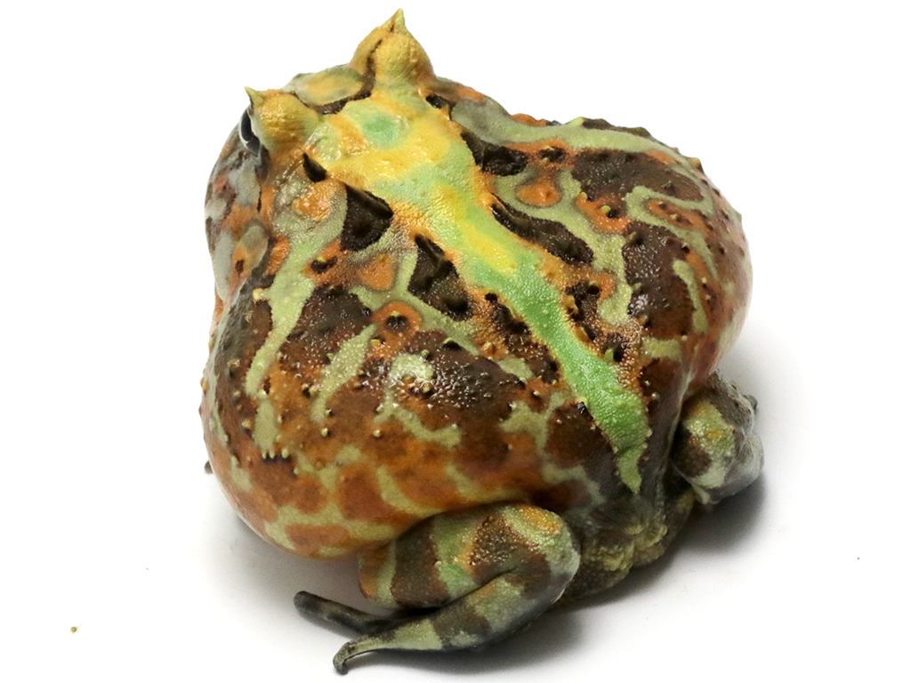 ブラジルツノガエル　厳選個体26-8