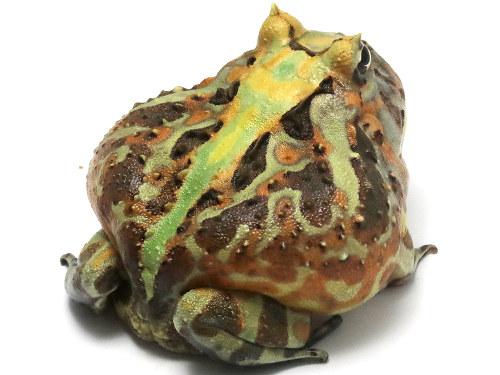 ブラジルツノガエル　厳選個体26-8