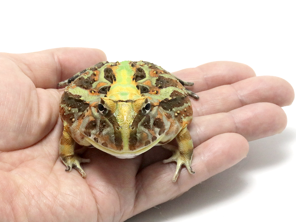 ブラジルツノガエル　厳選個体26-8