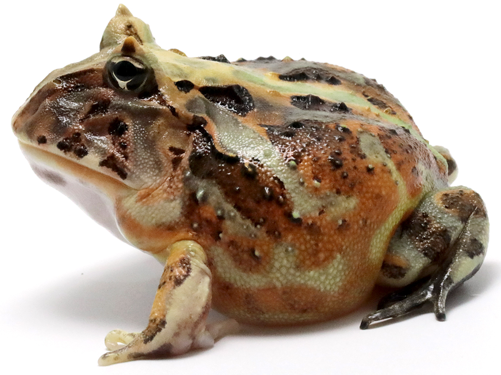 ブラジルツノガエル　厳選個体26-8