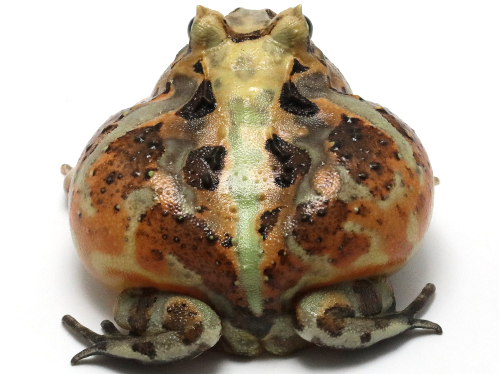 ブラジルツノガエル　厳選個体26-8