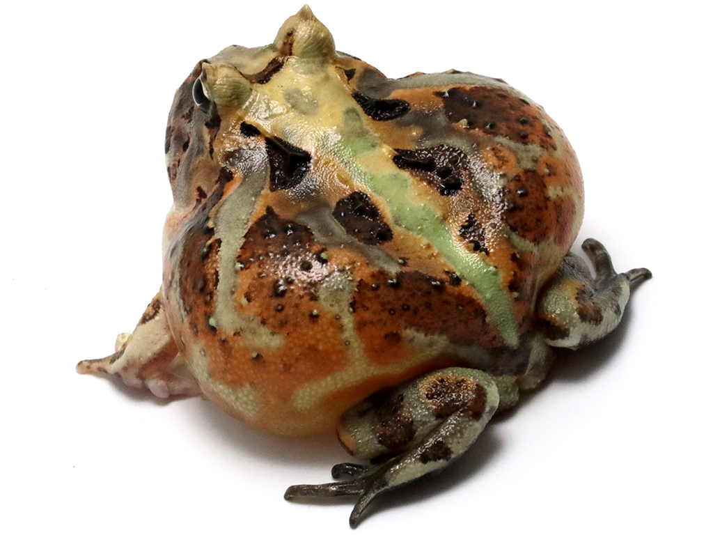 ブラジルツノガエル　厳選個体26-8