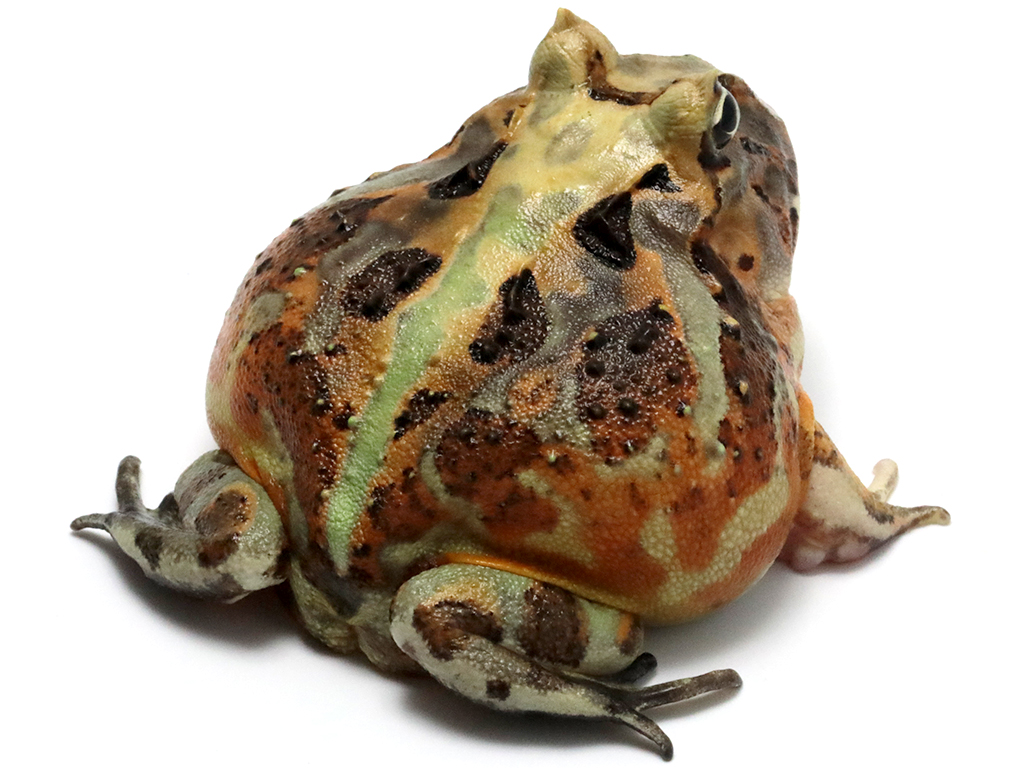 ブラジルツノガエル　厳選個体26-8