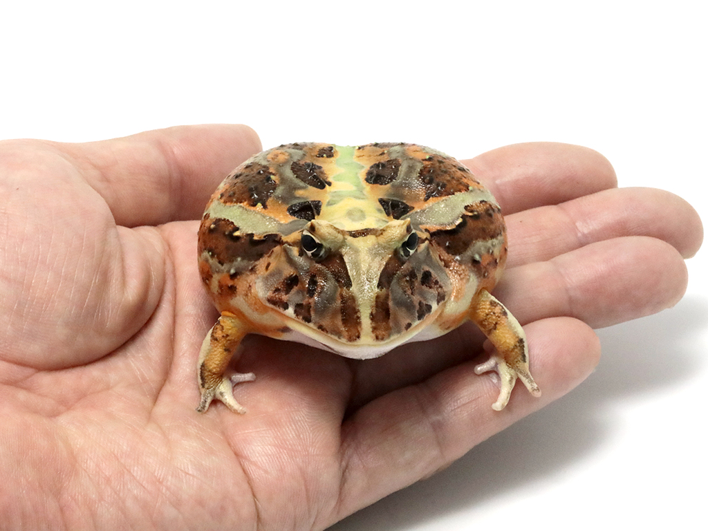 ブラジルツノガエル　厳選個体26-8