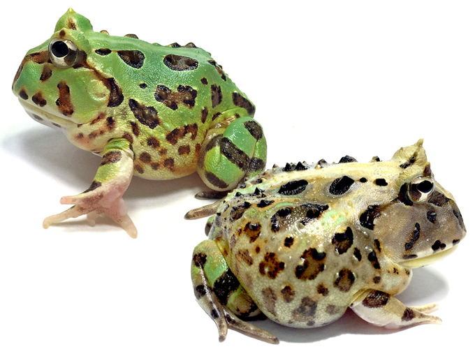 レッドタイプのツノガエル