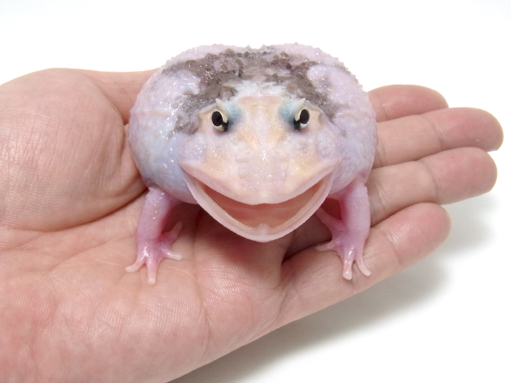 スライド2