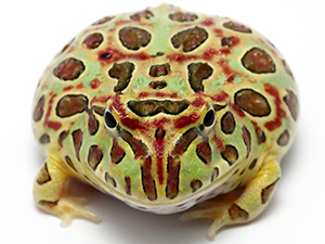 ベルツノガエル】ツノガエルのブリーダーNUANCE 飼育 販売 Pacman frog ベルツノガエル】ツノガエルのブリーダーNUANCE 飼育 販売 Pacman frog