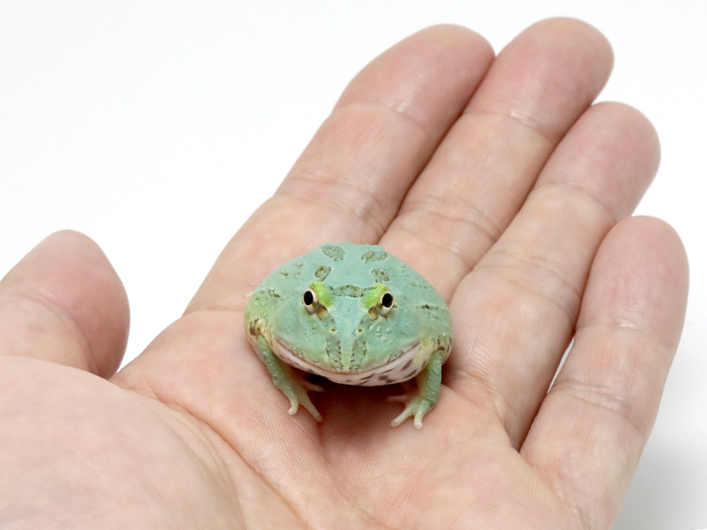 レッドタイプのツノガエル