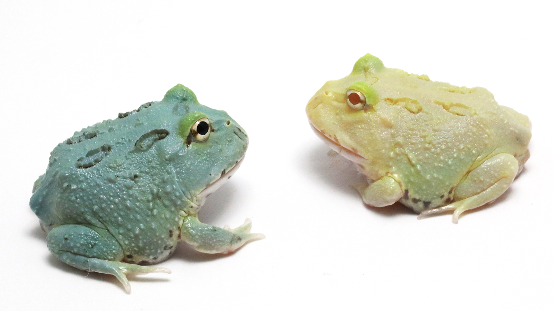 ツノガエル　かわいい　画像