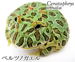 ベルツノガエル
