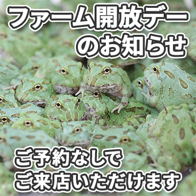 ツノガエル　NUANCE　ニュアンス　ご来店について