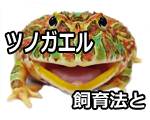 ツノガエルの飼育と見解