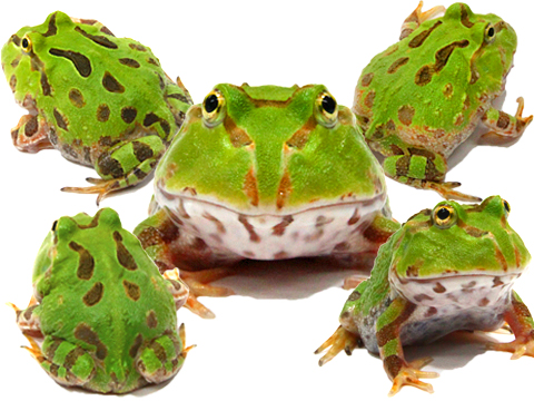ツノガエルをはじめとする飼育から販売 HerptileFarm NUANCE