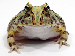 ツノガエルをはじめとする飼育から販売 HerptileFarm NUANCE