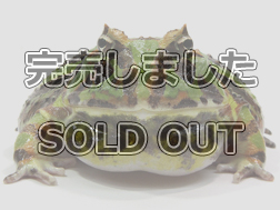 ツノガエル 価格の安いクランウェルツノガエル マスカットスポット 複数匹入