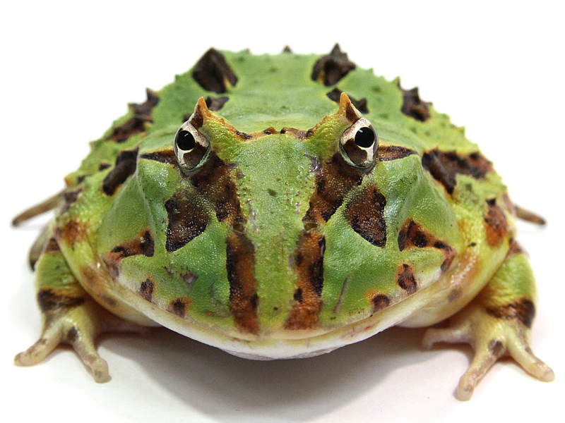 （両生類）カーティンガツノガエル（１匹）　沖縄別途送料　北海道・九州航空便要保温 両生類）ファンタジーツノガエル グリーン（１匹） ファンタジーツノガエル