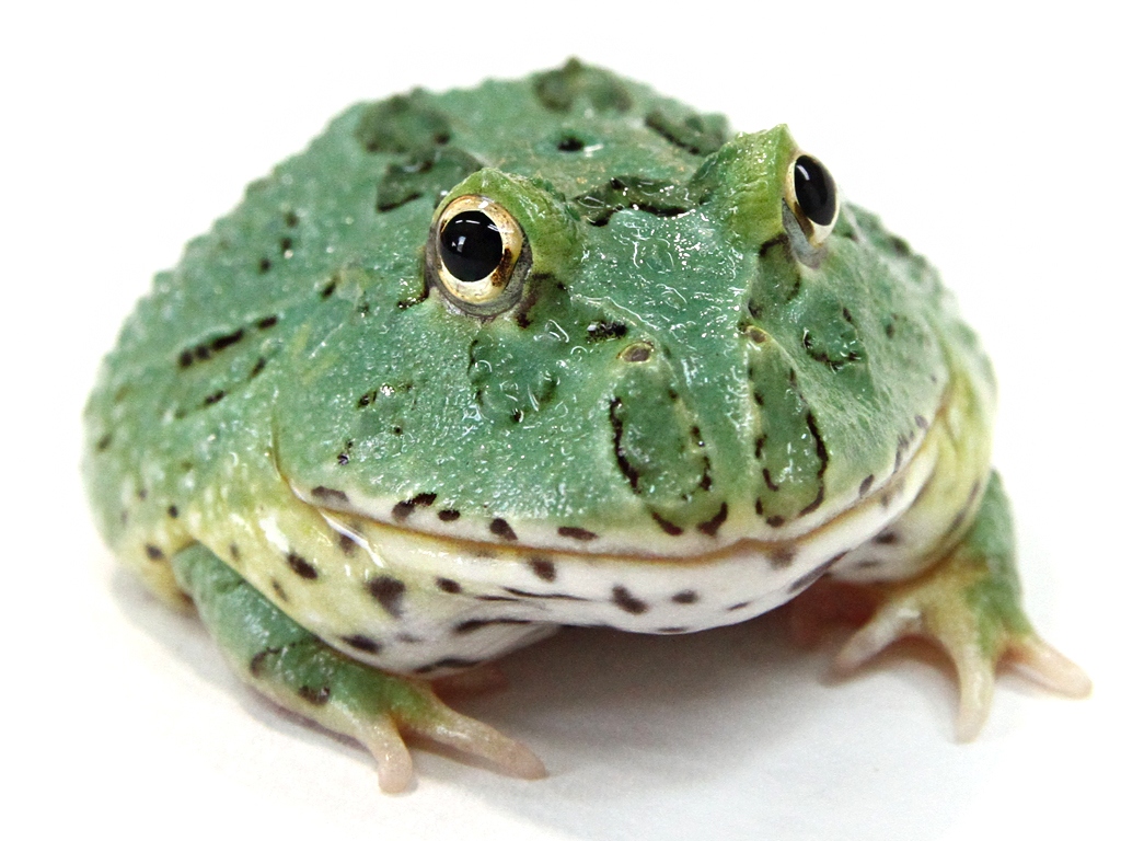 極美！ストロベリーツノガエルスーパーオレンジその5 Yahoo!オークション -「クラン ウェル ツノガエル」の落札相場・落札価格