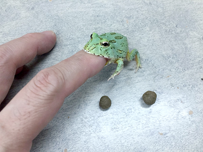 レッドタイプのツノガエル