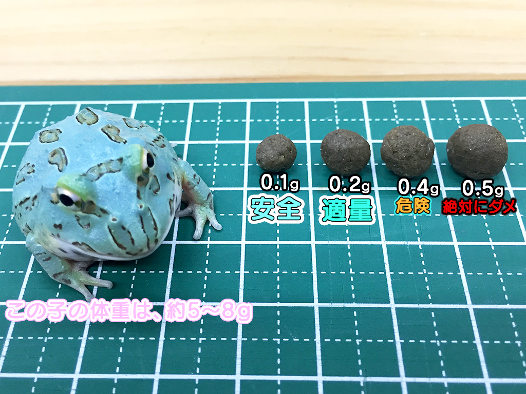 レッドタイプのツノガエル