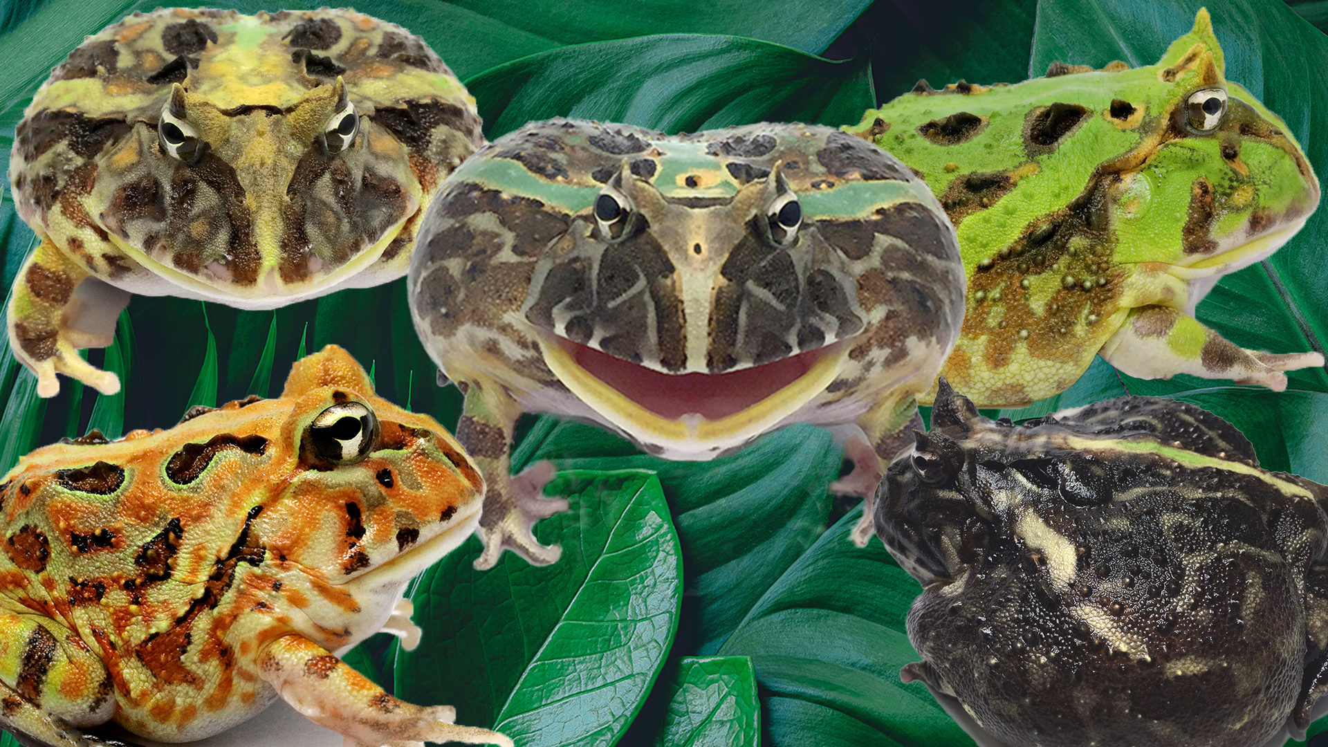 ツノガエル クランウェルツノガエル アルビノ | アクアショップあんじゅ