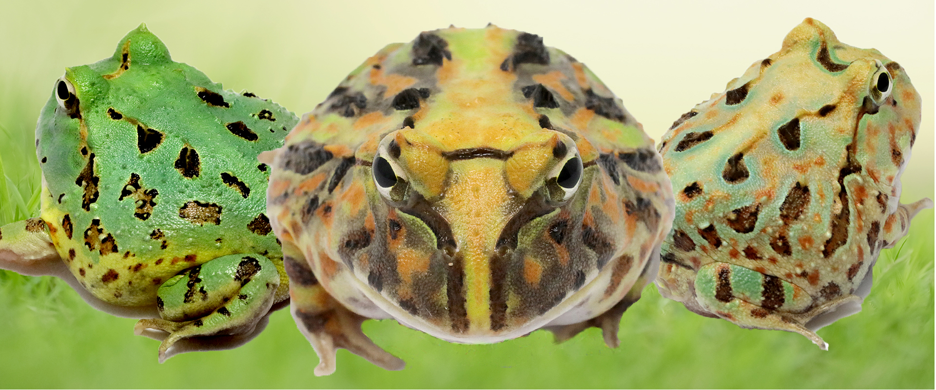 ツノガエル専門のブリーダー NUANCE ニュアンス 厳選された個体を販売