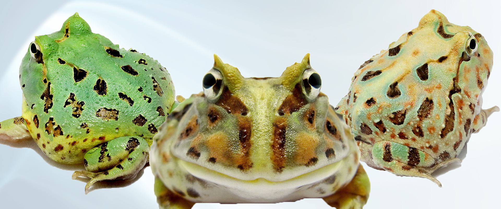 ツノガエル専門のブリーダー NUANCE ニュアンス 厳選された個体を販売